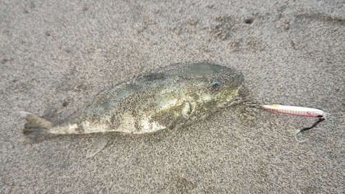 シロサバフグの釣果