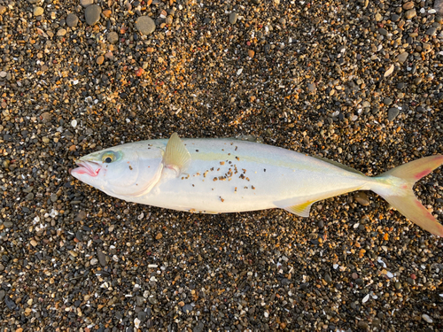 イナダの釣果