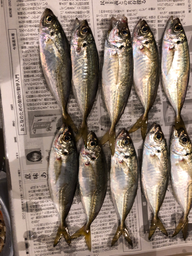 アジの釣果