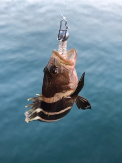 アオハタの釣果