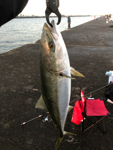 ワラサの釣果