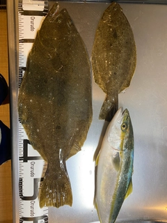 ヒラメの釣果