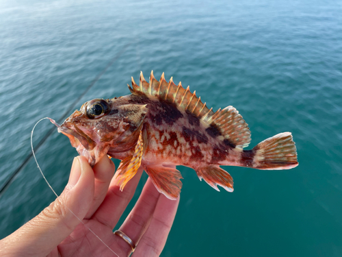 アラカブの釣果