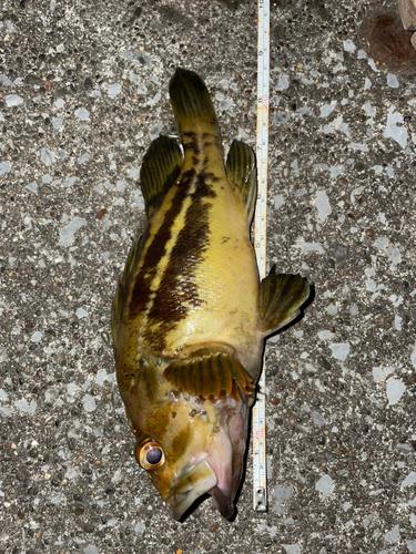 シマソイの釣果