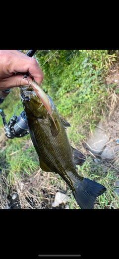 スモールマウスバスの釣果