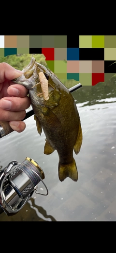 スモールマウスバスの釣果