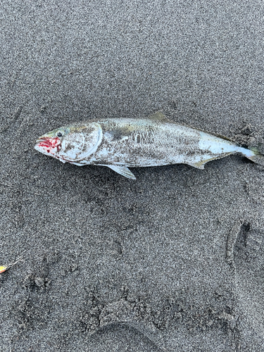 イナダの釣果