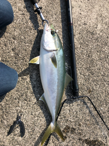 ハマチの釣果