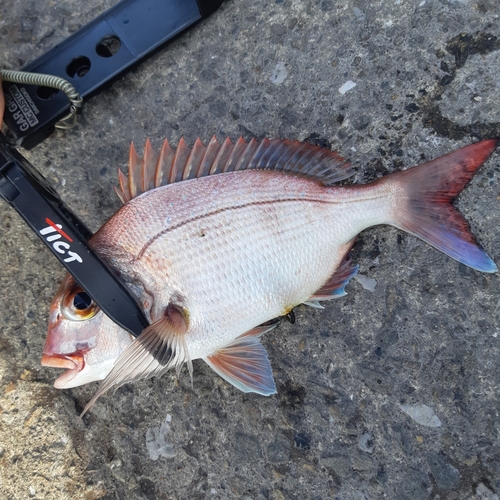 マダイの釣果