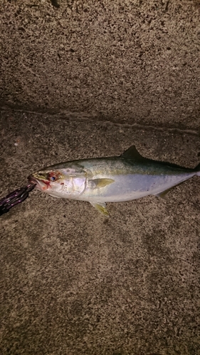 イナダの釣果