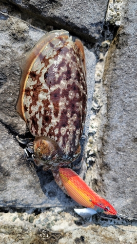 コウイカの釣果