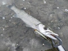 オニカマスの釣果