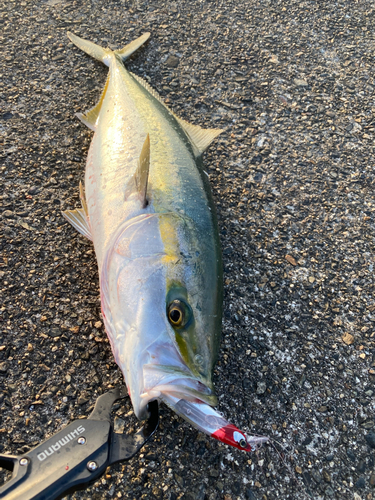 ワラサの釣果