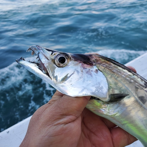 タチウオの釣果