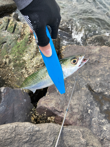 ゴマサバの釣果