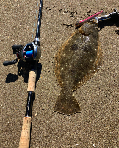 ヒラメの釣果