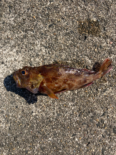 カサゴの釣果