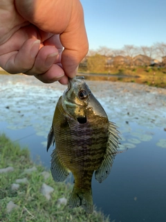 ブルーギルの釣果