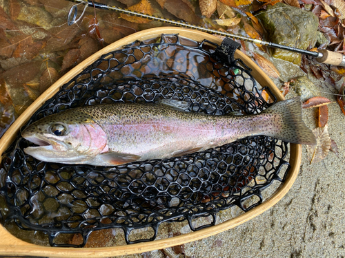 ニジマスの釣果