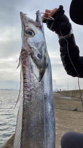 タチウオの釣果