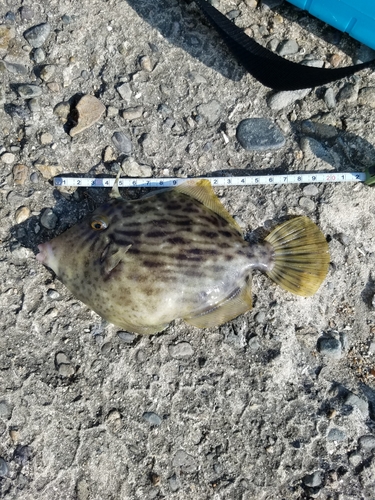 カワハギの釣果