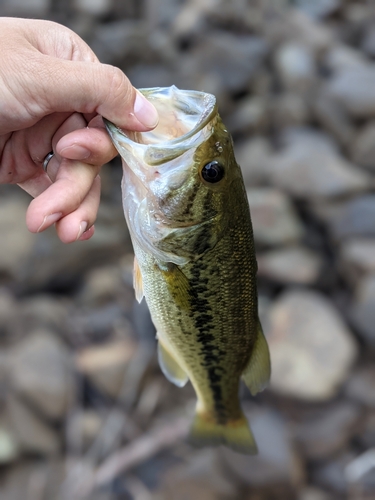 ブラックバスの釣果