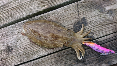 コウイカの釣果