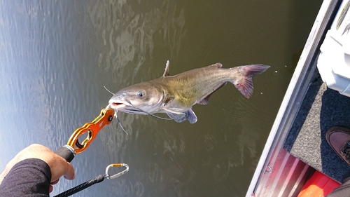 アメリカナマズの釣果