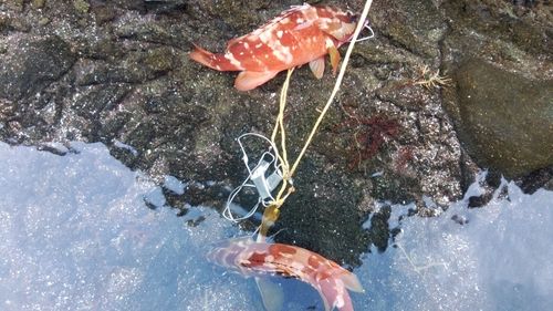 アカハタの釣果