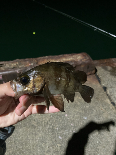 メバルの釣果