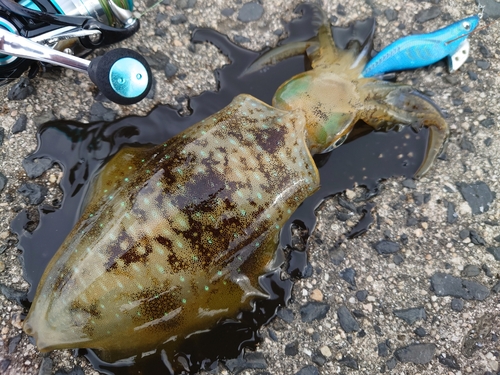 アオリイカの釣果