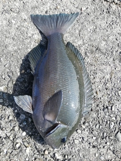 クチブトグレの釣果