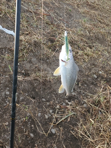 シログチの釣果