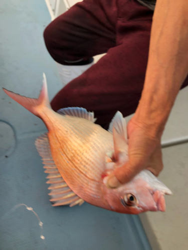 マダイの釣果