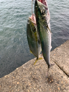 サゴシの釣果