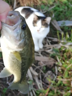 ラージマウスバスの釣果