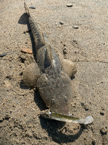 コチの釣果