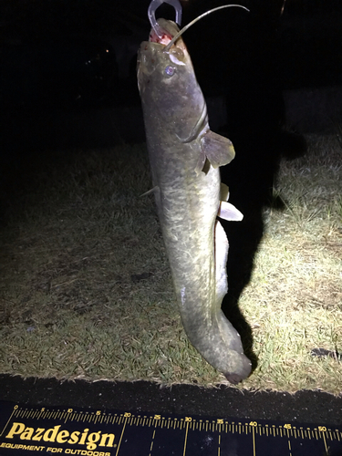 マナマズの釣果