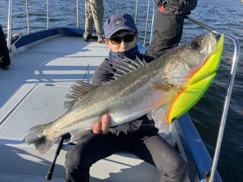 シーバスの釣果