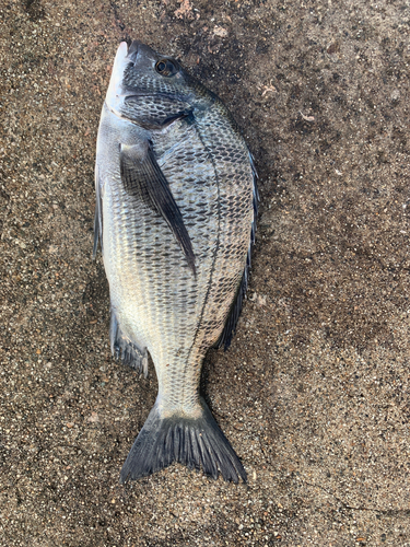 チヌの釣果