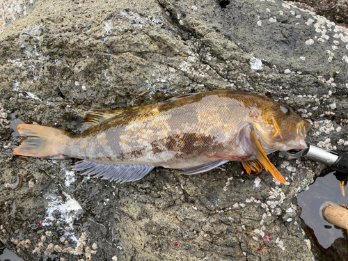 アイナメの釣果