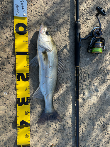 シーバスの釣果