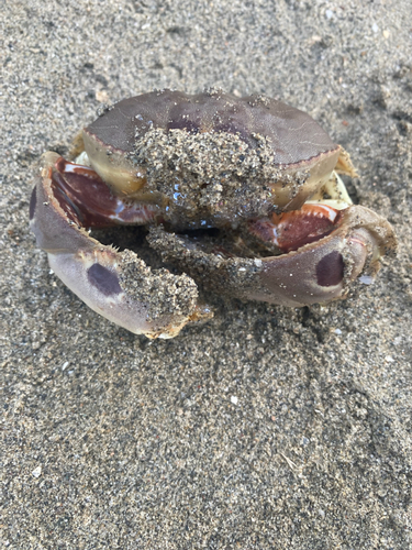 カニの釣果