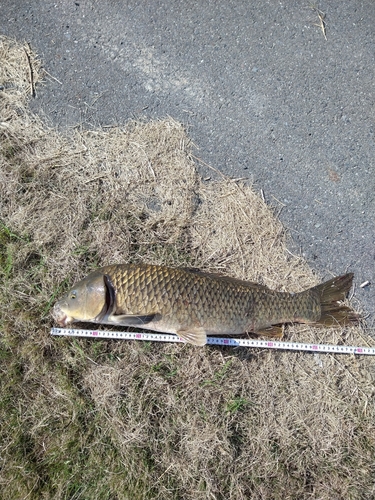 コイの釣果