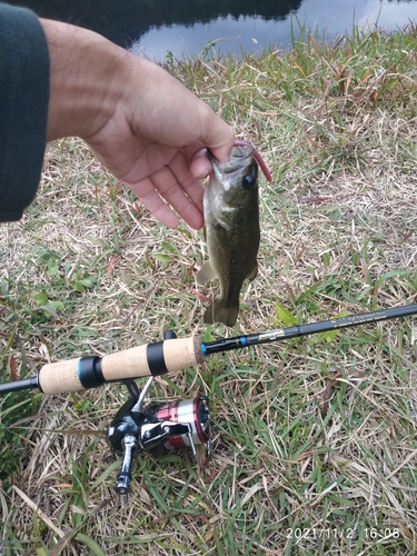 ブラックバスの釣果