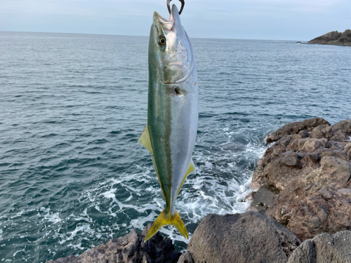 イナダの釣果