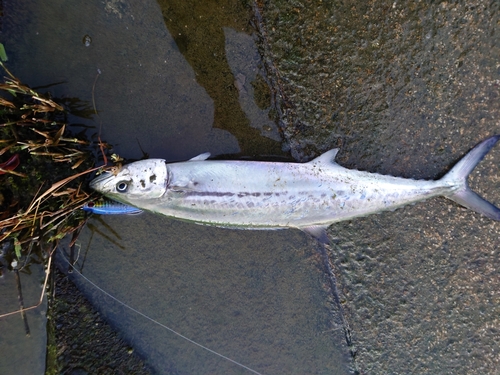 サゴシの釣果