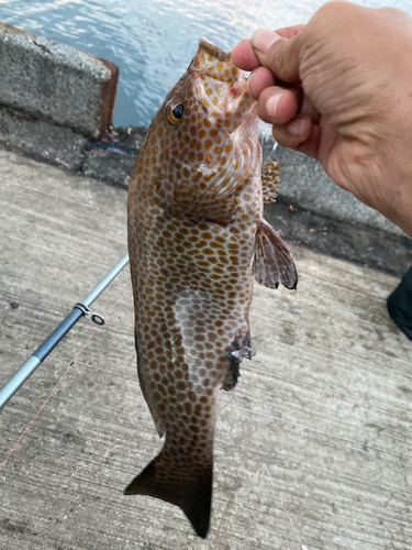 オオモンハタの釣果