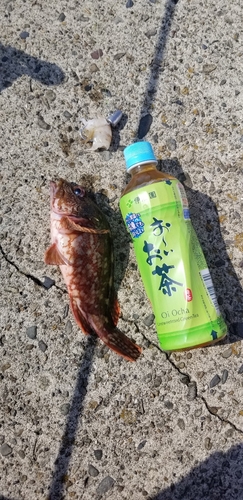 アラカブの釣果