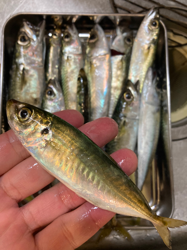 アジの釣果